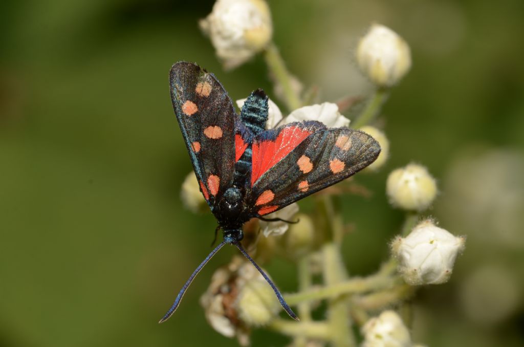 Zygaena angelicae?